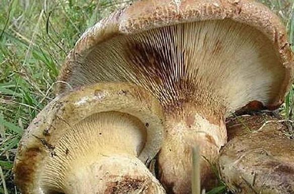 Грибы съедобные, несъедобные и условно-съедобные. Как разобраться в таком многообразии. грибы