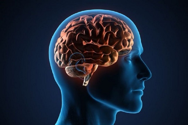 Мозговая деятельность зависит от сезона – ученые. 16016.jpeg