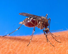Первая помощь при укусе комара. 8021.jpeg