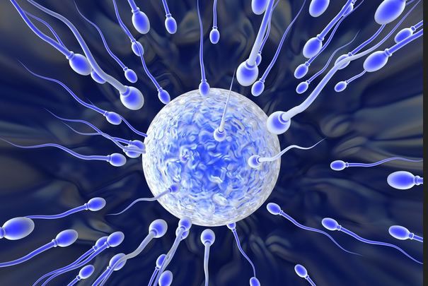 Контрацептивы и сперматозоиды: пусть победит сильнейший?. контрацепция