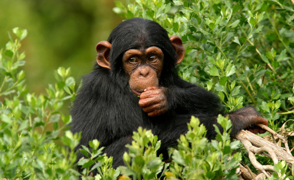 Ученых призывают не создавать гибрид человека и обезьяны. медицина, ученые, гибрид, человек, обезьяна