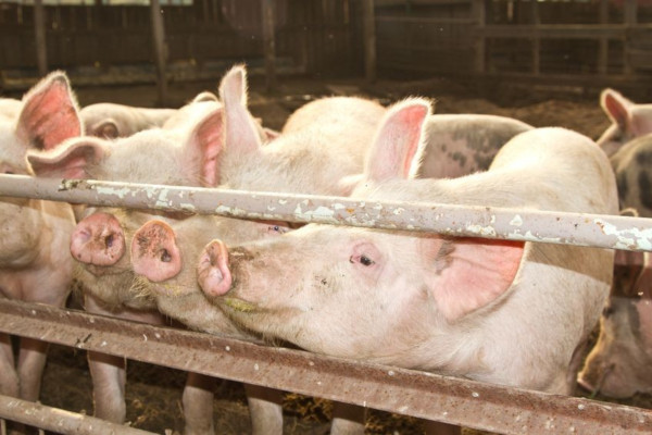 Вспышка африканской чумы свиней произошла в Ульяновской области. медицина, здоровье, африканская чума, свиньи, Ульяновская область