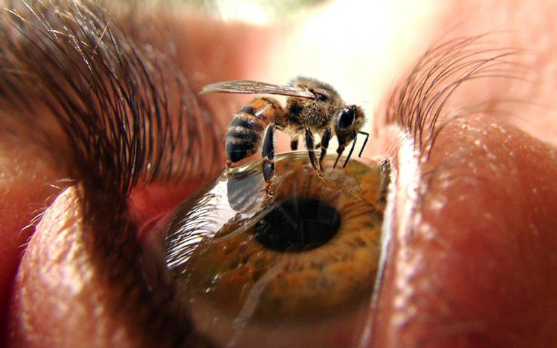 У жительницы Тайваня в глазу врачи обнаружили живых пчел. 18107.jpeg