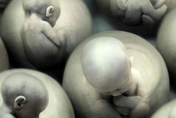 Человеческие эмбрионы будут выращивать в лаборатории. эмбрионы