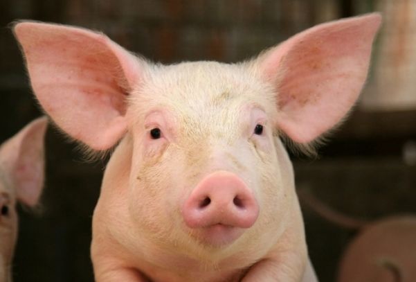 Пересаживать органы свиней людям можно. Но только в Японии. свинья