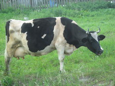 Корова, сметана, молоко и цвет лица. Корова, сметана, молоко и шикарный цвет лица. 9137.jpeg