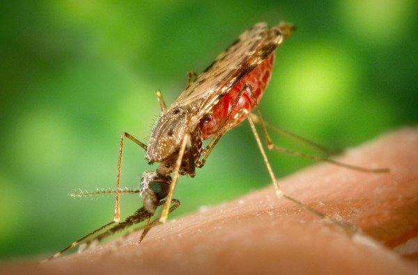 Эпидемиологи зашли в тупик - малярийные паразиты приспособились. 17144.jpeg