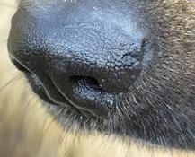У собак обнаружили нюх на инфекции. 10160.jpeg