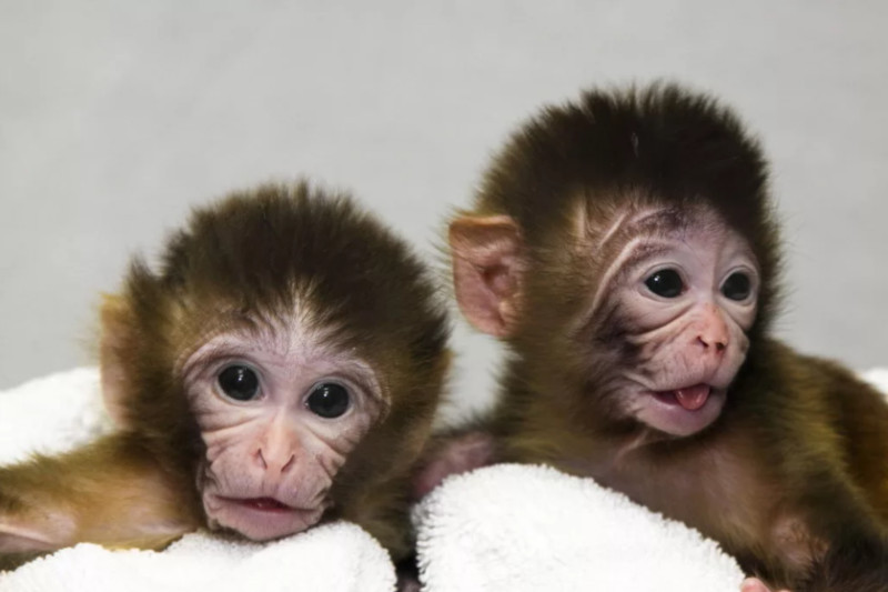 Новый проект китайских исследователей: обезьяны с человеческими генами. обезьяна, гены, исследование, ученые, Китай
