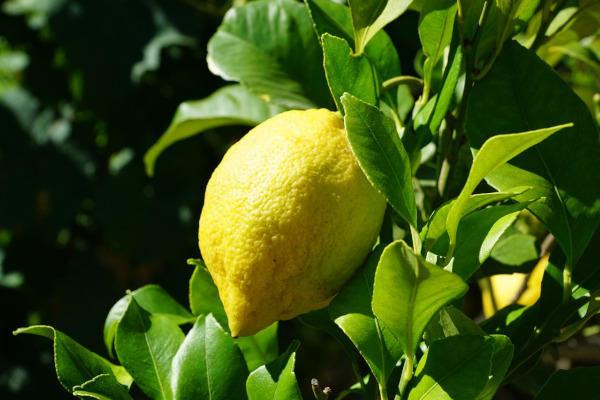 Лимон улучшает работу печени. медицина, здоровье, врач, фрукты, лимон, печень