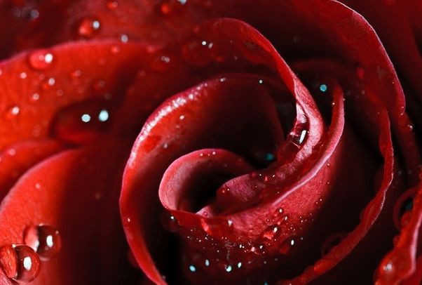 Цветомедитация: лечимся красным цветом. роза