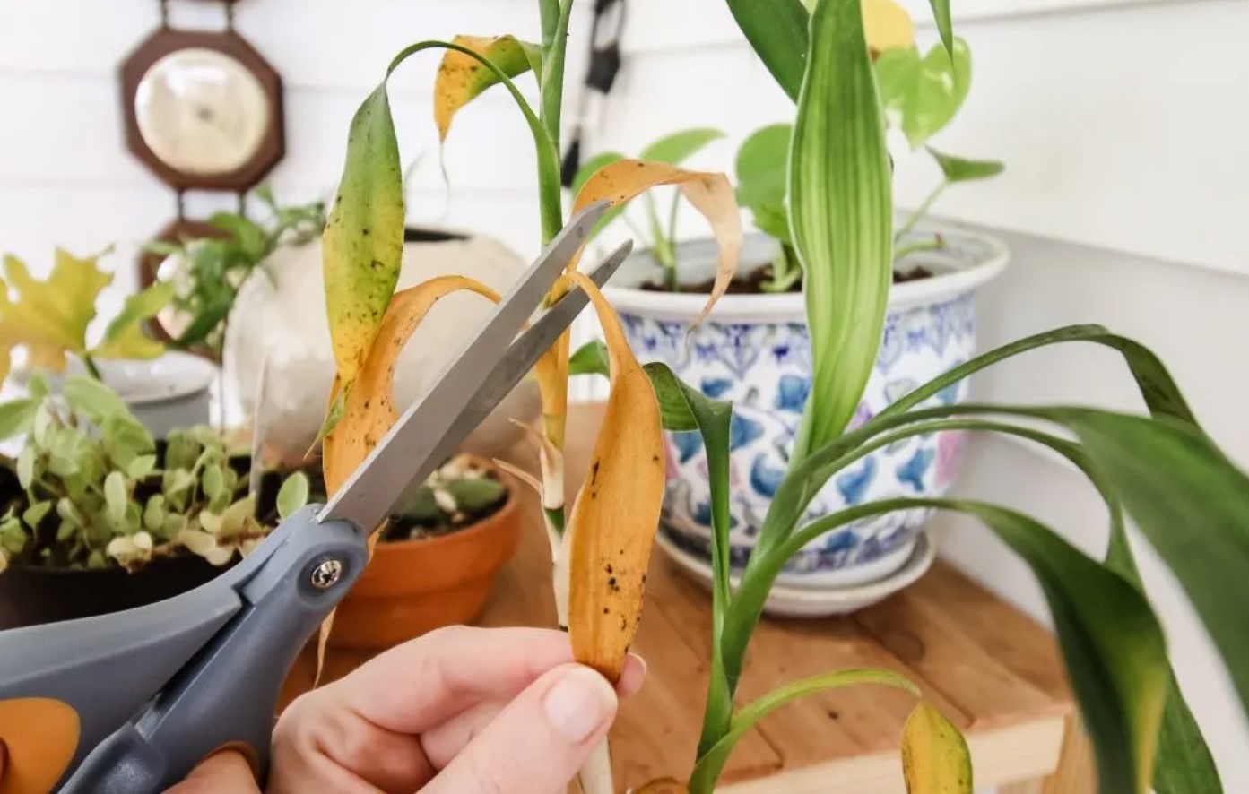 5 причин, почему ваши растения отмирают или желтеют
