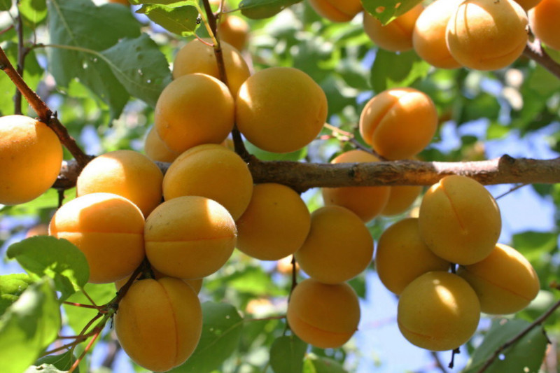 Врачи: абрикосы помогут поддерживать здоровье печени. медицина, здоровье, печень, абрикосы