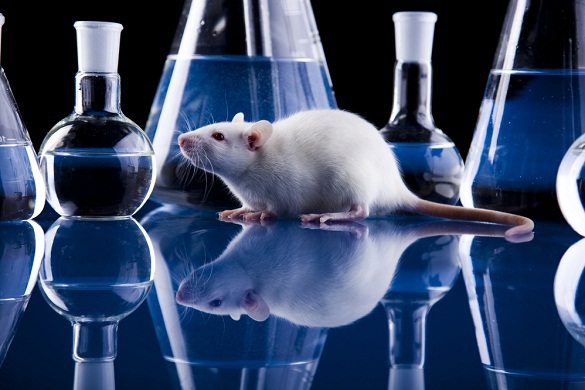 Американские нейробиологи научились лечить мышей от алкоголизма. 12262.jpeg