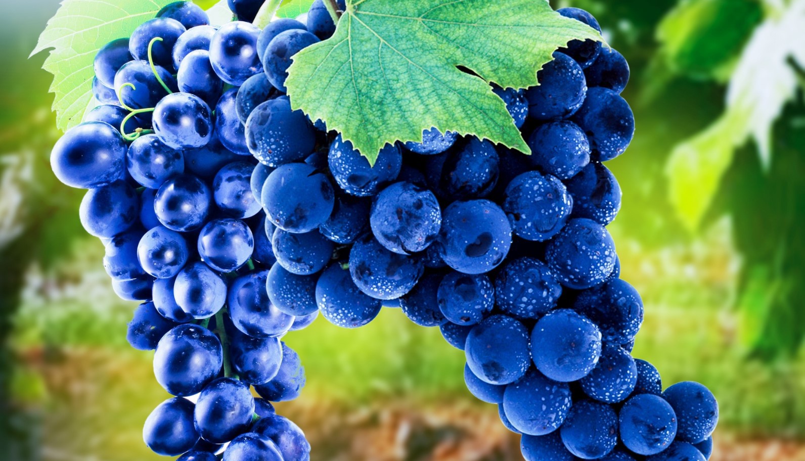 Чудодейственная польза синего винограда