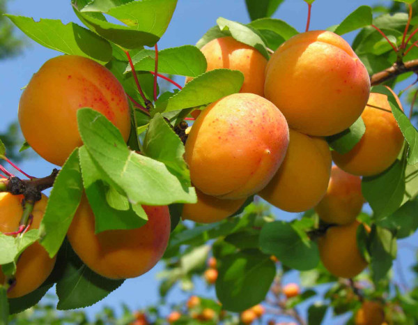Медики назвали самый полезный фрукт для человека. медицина, здоровье, фрукты, абрикосы