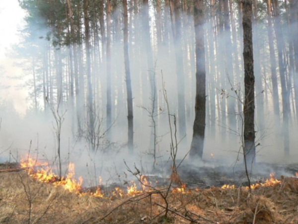 В ВОЗ рассказали о влиянии лесных пожаров на здоровье. медицина, здоровье, врач, ВОЗ, пожар, болезни, астма