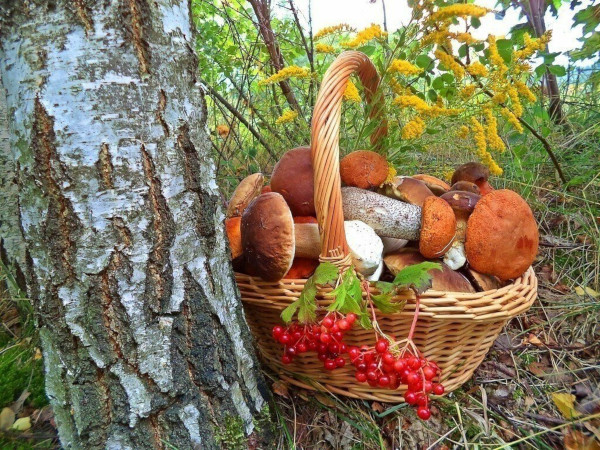 Жители РФ стали чаще собирать грибы и ягоды. здоровье, продукты, питание, грибы, ягоды