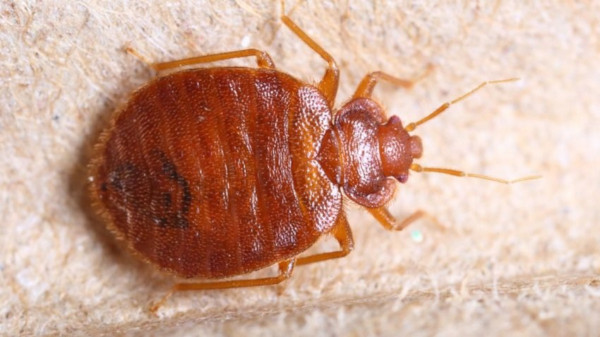 Новый более опасный вид тропических клопов появился в Москве. медицина, здоровье, врач, тропические клопы, Москва