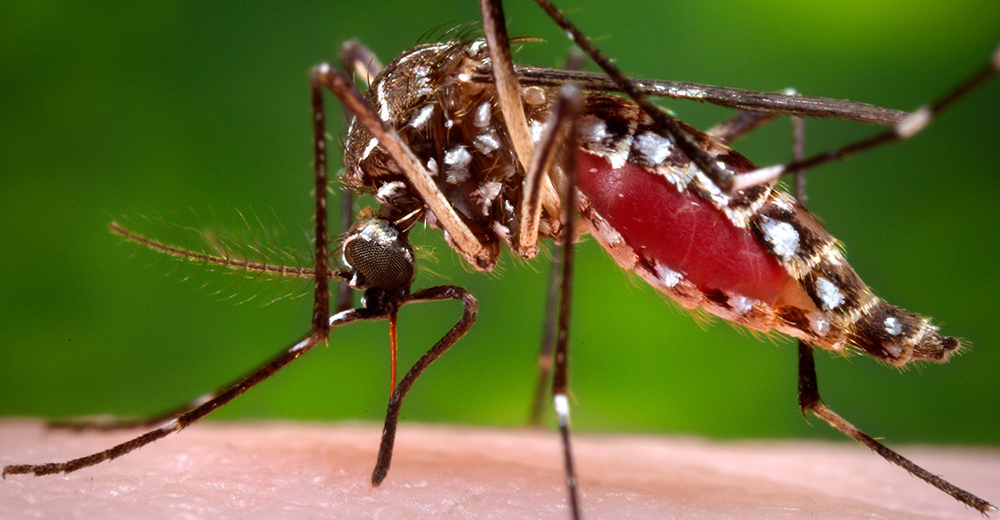 Россия совместно с Швецией создают ингибитор вируса лихорадки денге