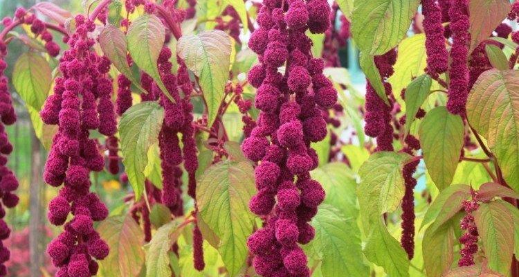 Этот продукт содержит в себе много полезных веществ.
