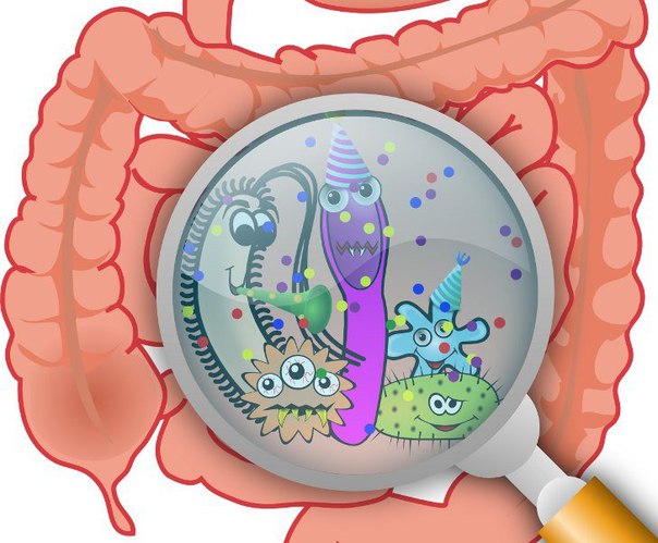 Дисбактериоз: микрофлора кишечника влияет на весь организм