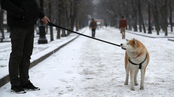 ВНИИ паразитологии в России: прогулки с собаками могут нести смертельную опасность. 16410.jpeg