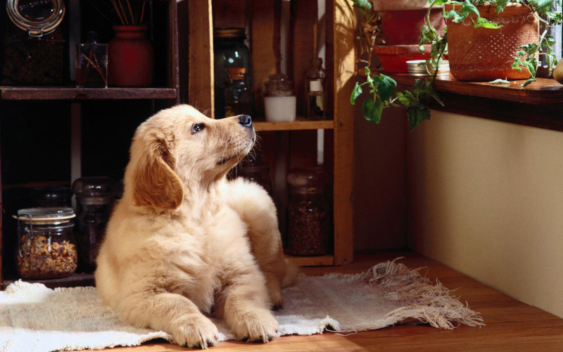 Врачи: почему больная собака в доме может быть опасна для семьи. медицина, здоровье, собака