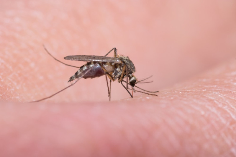 Роспотребнадзор предупредил туристов об опасных комарах во Франции. медицина, здоровье, туризм, комары, Франция