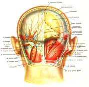 Рак головы и шеи: ранняя диагностика – основа выздоровления. опухоль голова шея