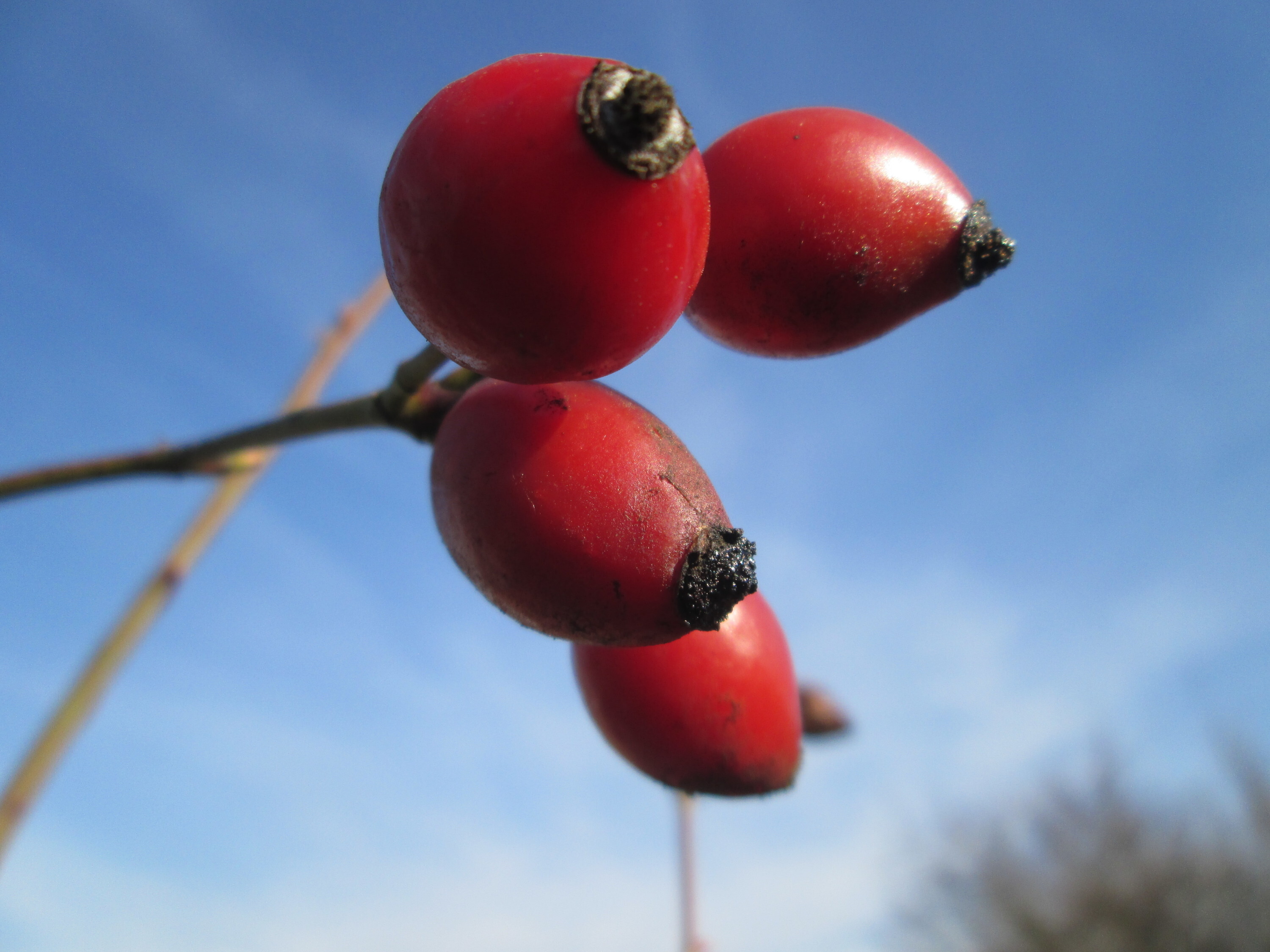 Лучше в свежем виде: больше всего витамином C насыщены клубника, цитрусовые, шиповник