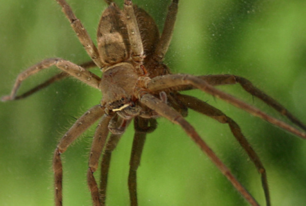 Ядовитый паук залез в ухо к американке. медицина, здоровье, врач, паук, США