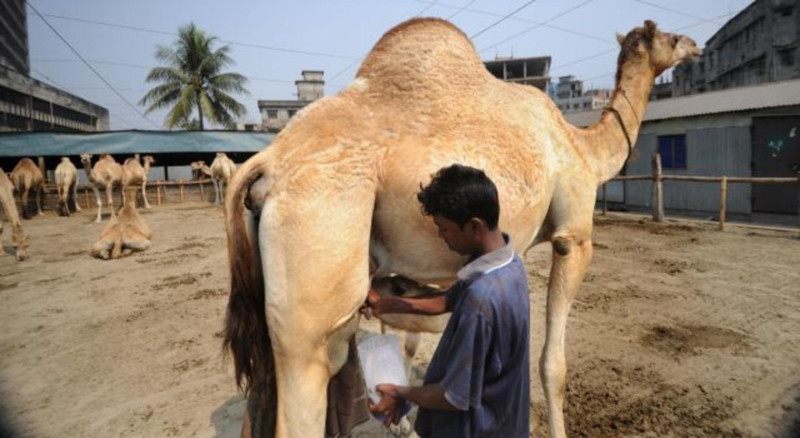 Верблюжье молоко может уменьшать брюшное воспаление при диабете. медицина, здоровье, верблюд, молоко, воспаление, диабет