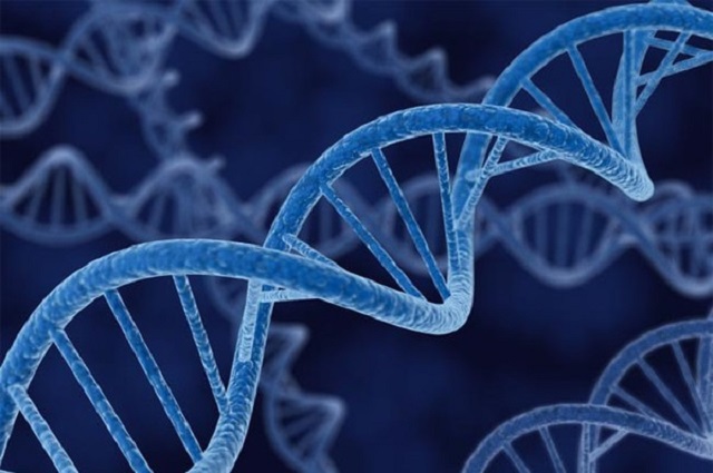 Ученые нашли новую форму ДНК: не двойная спираль, а 