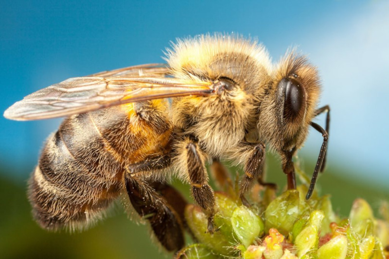 Укус пчелы спас жителя Сызрани от разрыва сердца. медицина, здоровье, врач, пациент, сердце, укус, пчела, Сызрань
