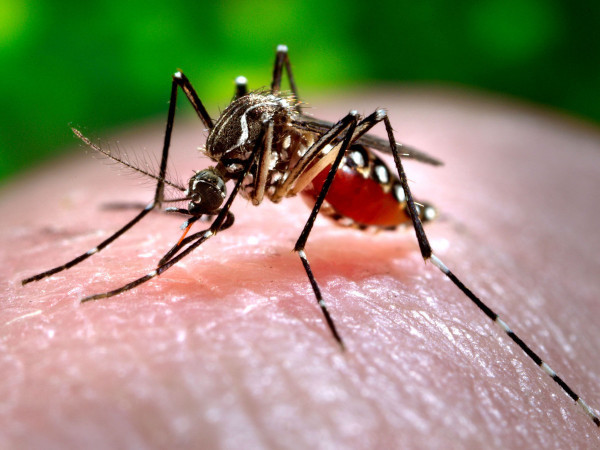 В США 64-летний мужчина скончался после укуса комара. медицина, здоровье, врач, мужчина, комар, США