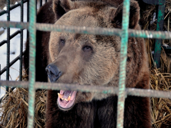 Медведь напал на работницу зоопарка в Уссурийске. медицина, здоровье, врач, дрессировщица, зоопарк, медведь