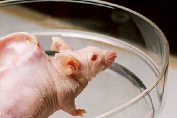 Скоро яичники для человека смогут «распечатывать» на 3D принтере. мышь