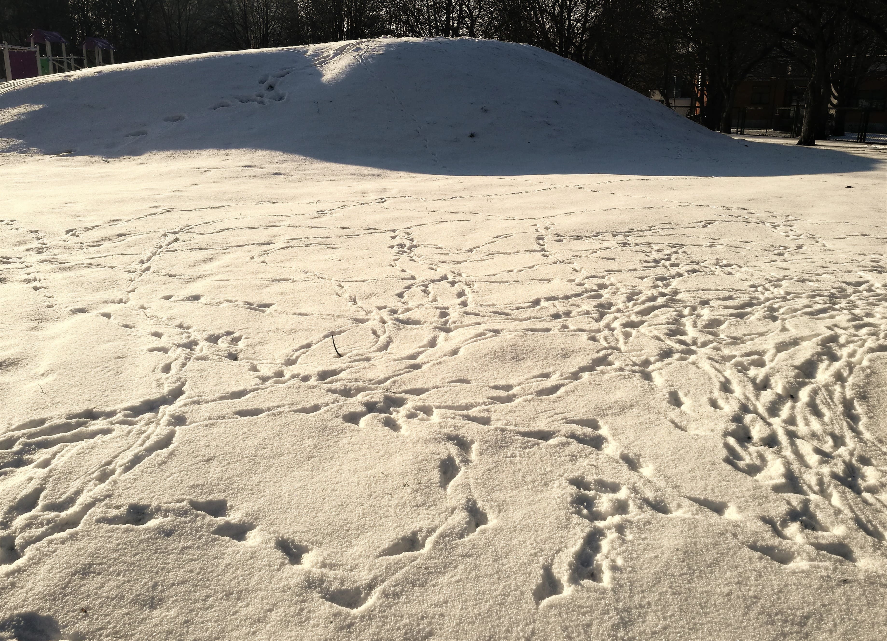 Обойтись без снеговиков: реагенты под снегом могут спровоцировать аллергию
