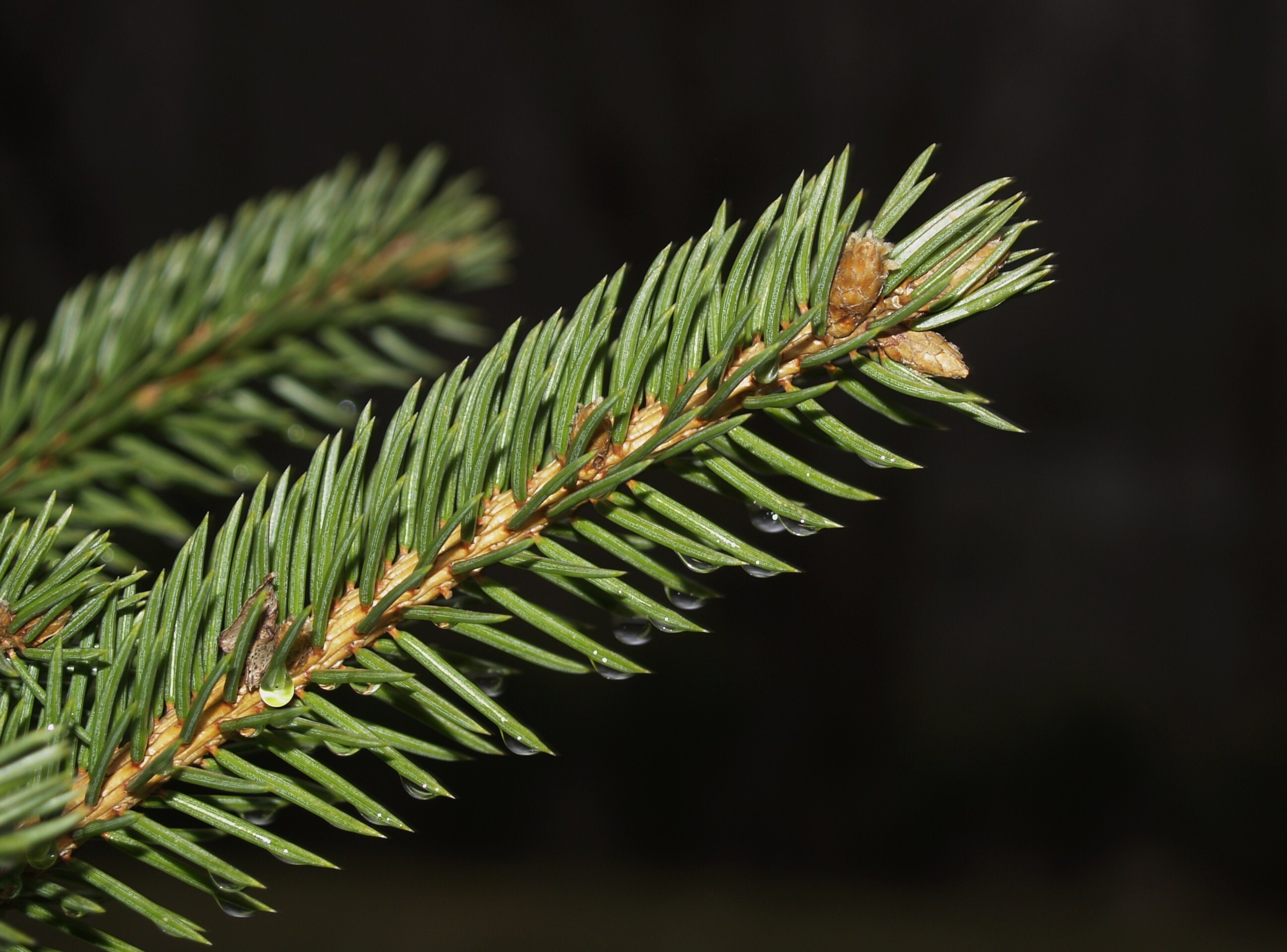 Сон будет крепче: в спальне можно установить аромалампу с запахом хвои