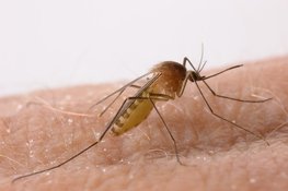 Почему комары боятся простокваши. комар