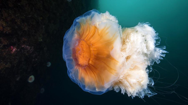 22 человека получили ожоги ядовитых медуз в Австралии. 16961.jpeg