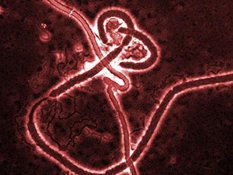 Смертельная лихорадка Эбола расширяет свою географию. 9992.jpeg
