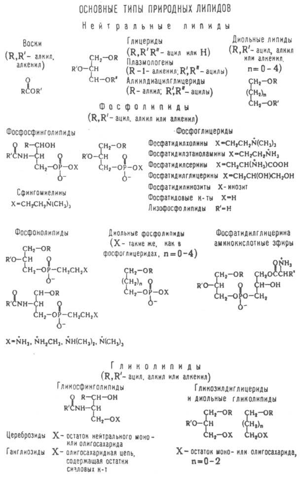https://www.medpulse.ru/image/encyclopedia/1/0/4/8104.jpeg