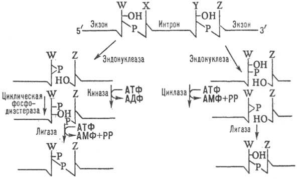 https://www.medpulse.ru/image/encyclopedia/2/7/4/13274.jpeg