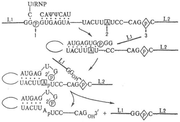 https://www.medpulse.ru/image/encyclopedia/2/7/5/13275.jpeg