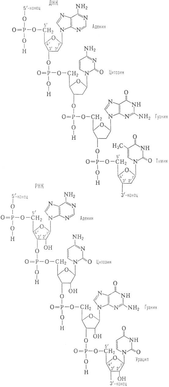 https://www.medpulse.ru/image/encyclopedia/3/1/2/9312.jpeg