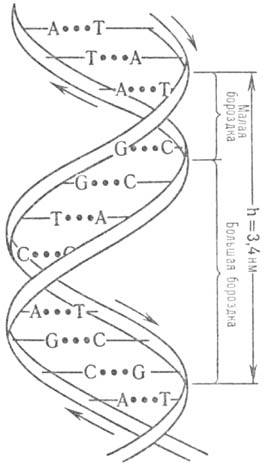 https://www.medpulse.ru/image/encyclopedia/3/1/3/9313.jpeg