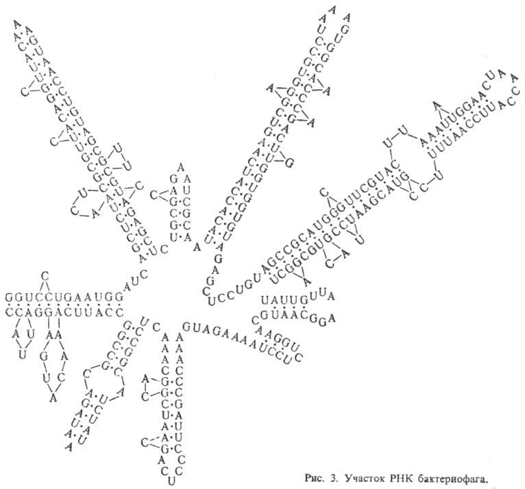 https://www.medpulse.ru/image/encyclopedia/3/1/5/9315.jpeg