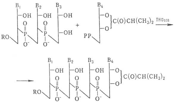 https://www.medpulse.ru/image/encyclopedia/3/2/3/9323.jpeg